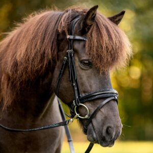 Fjola-Trense Hekla,blau