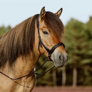 gebissloser Zaum schwarz